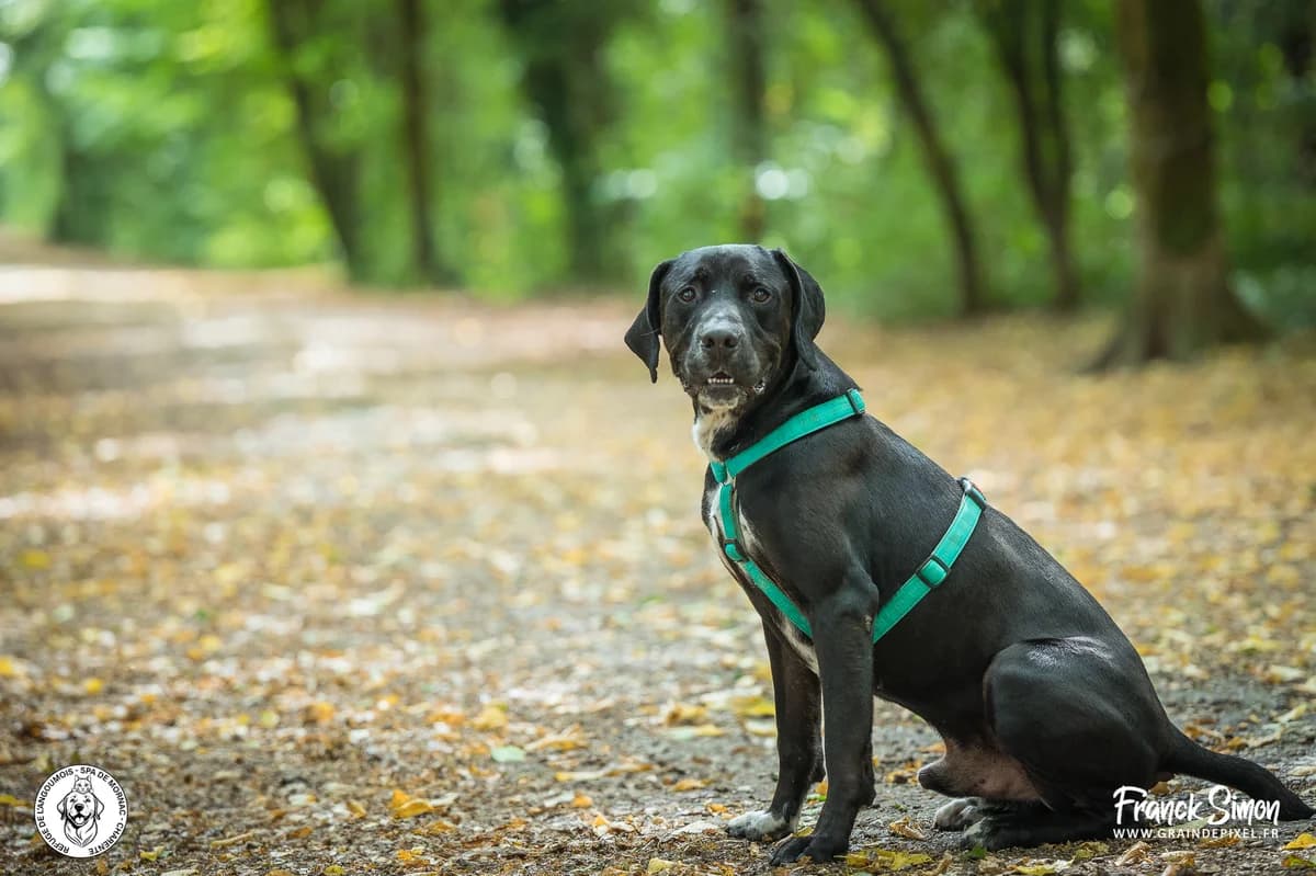 REEZE, male 5yo Labrador Retriever for adoption at Refuge Angoumois, Angoulême