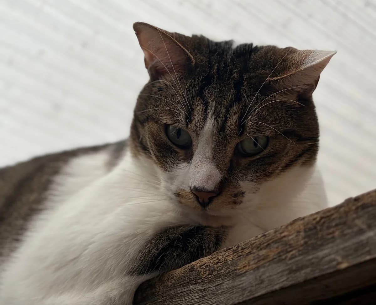 REGLISSE, male 6yo European Shorthair for adoption at Refuge Angoumois, Angoulême