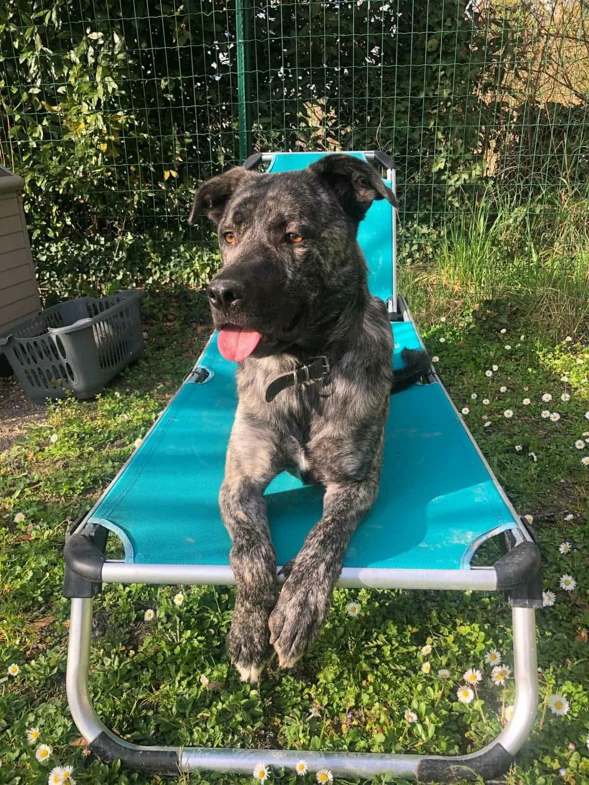 REX, male young Cane Corso for adoption at Refuge Angoumois, Angoulême
