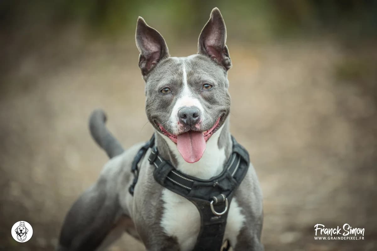 RILEY, female 6yo American Staffordshire Terrier for adoption at Refuge Angoumois, Angoulême