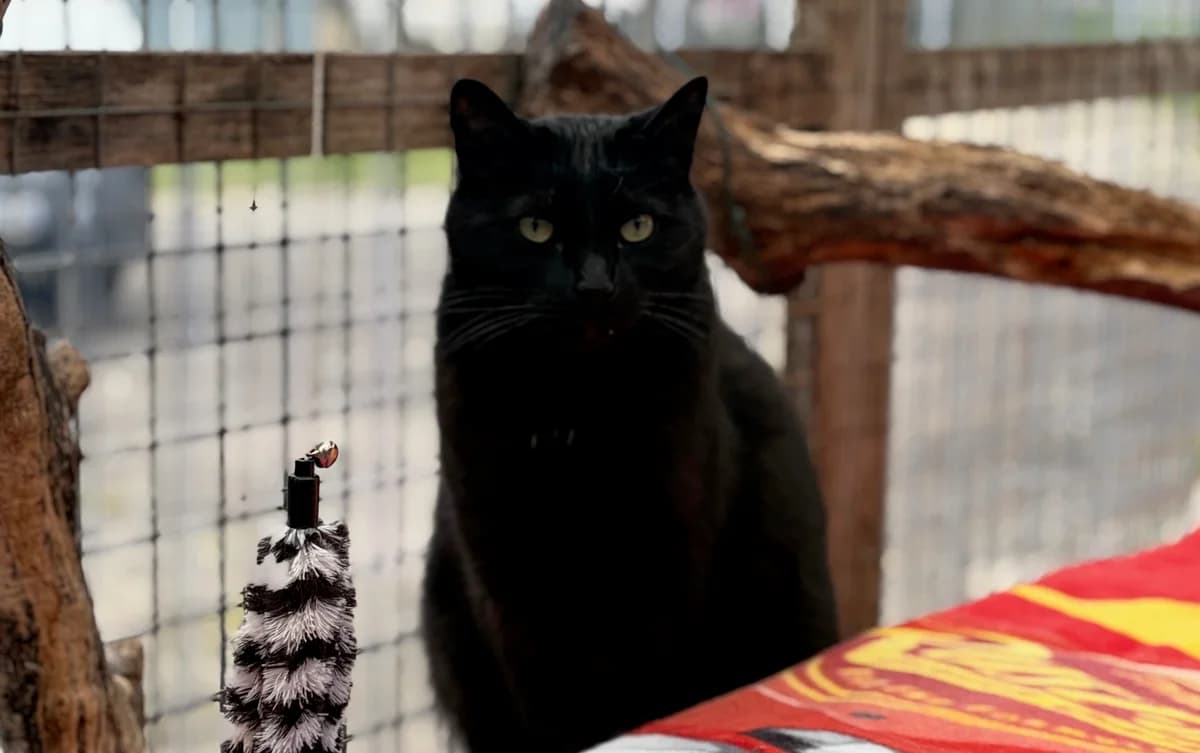 RIPSTON, male 6yo European Shorthair for adoption at Refuge Angoumois, Angoulême