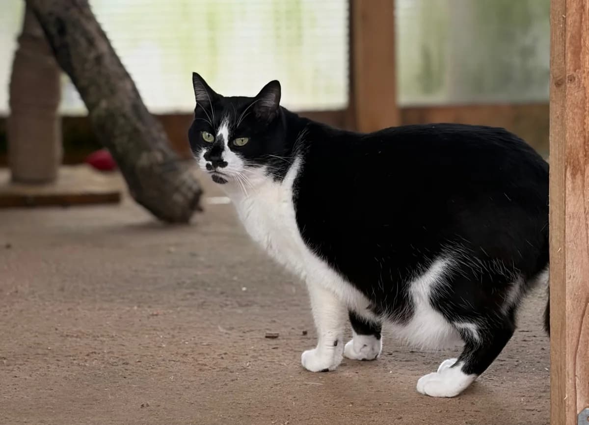 RIRI, male 6yo European Shorthair for adoption at Refuge Angoumois, Angoulême
