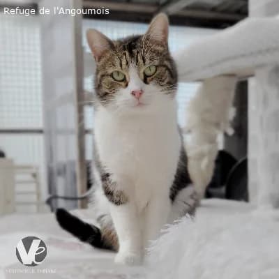 RITCHIE, male 6yo European Shorthair for adoption at Refuge Angoumois, Angoulême