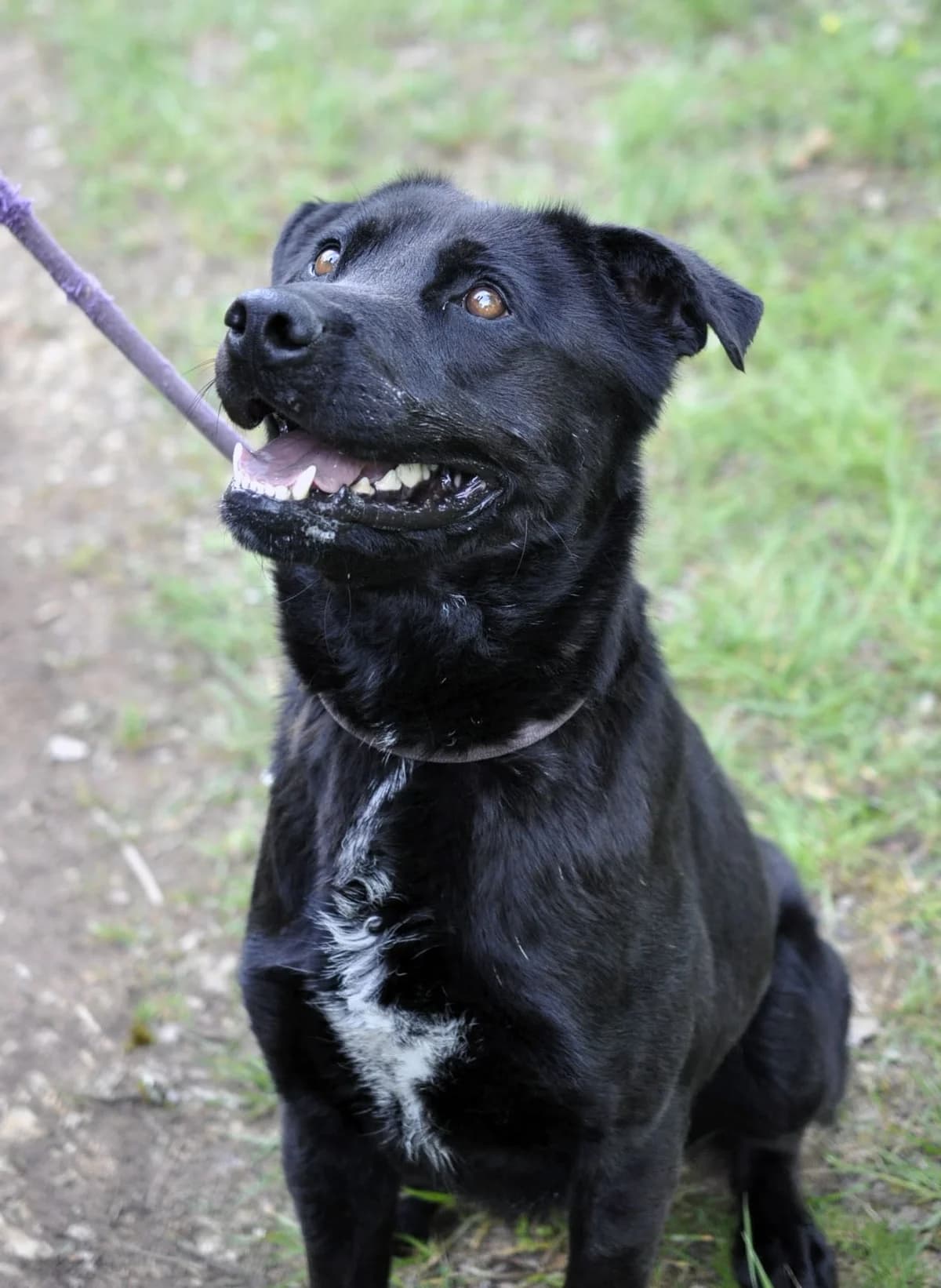 ROMEO, male 5yo Labrador Retriever for adoption at Refuge Angoumois, Angoulême