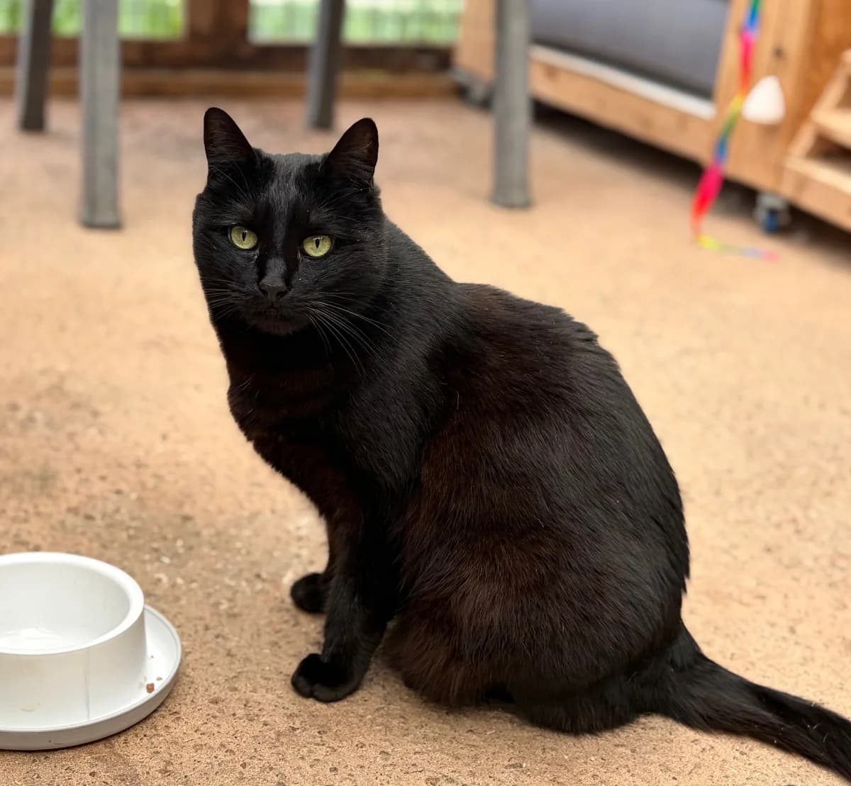 ROSALIE, female 6yo European Shorthair for adoption at Refuge Angoumois, Angoulême