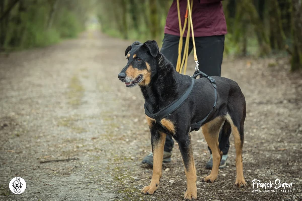 ROSE, female 7yo mixed breed for adoption at Refuge Angoumois, Angoulême