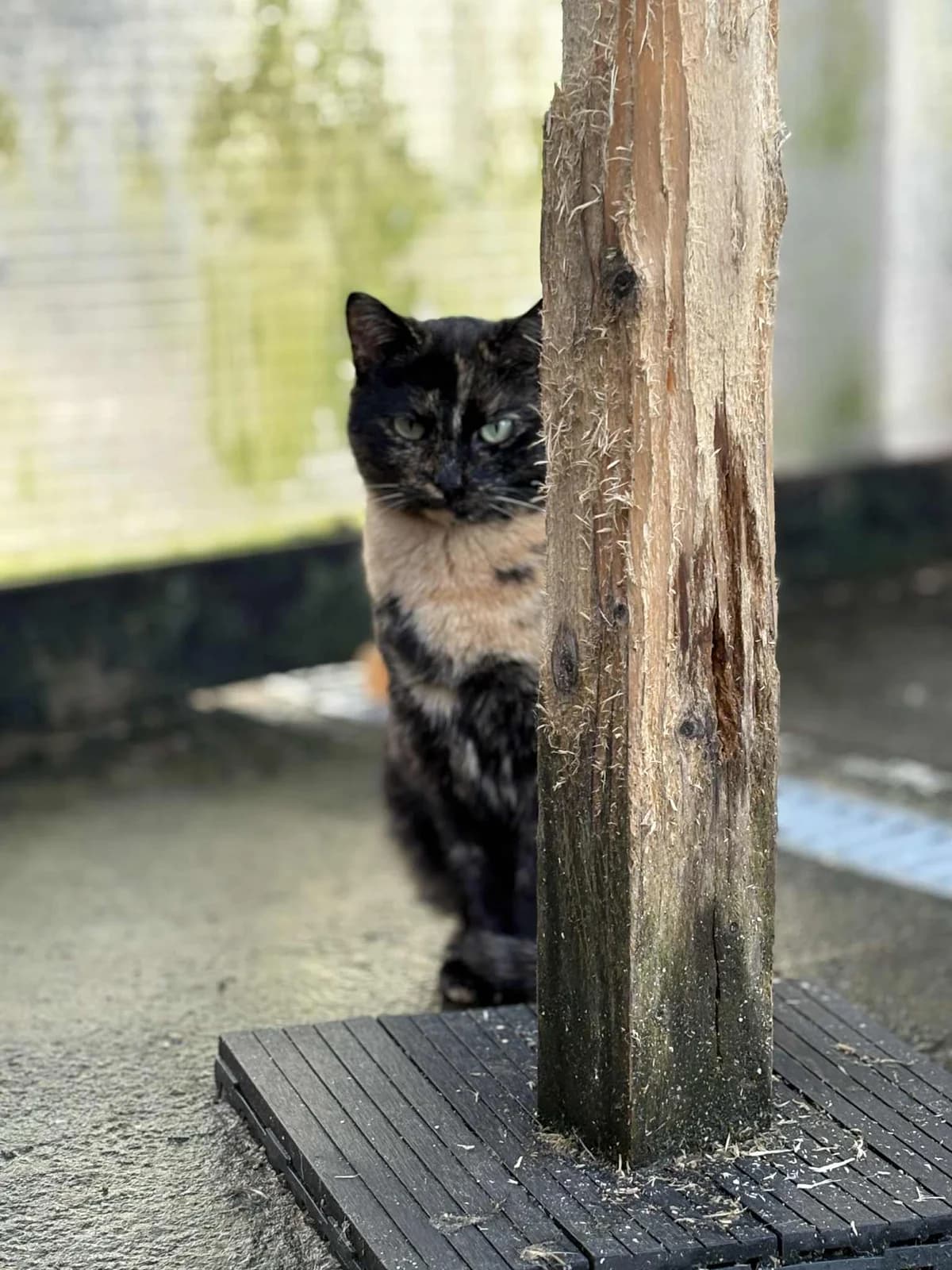 ROSIE, female 6yo European Shorthair for adoption at Refuge Angoumois, Angoulême