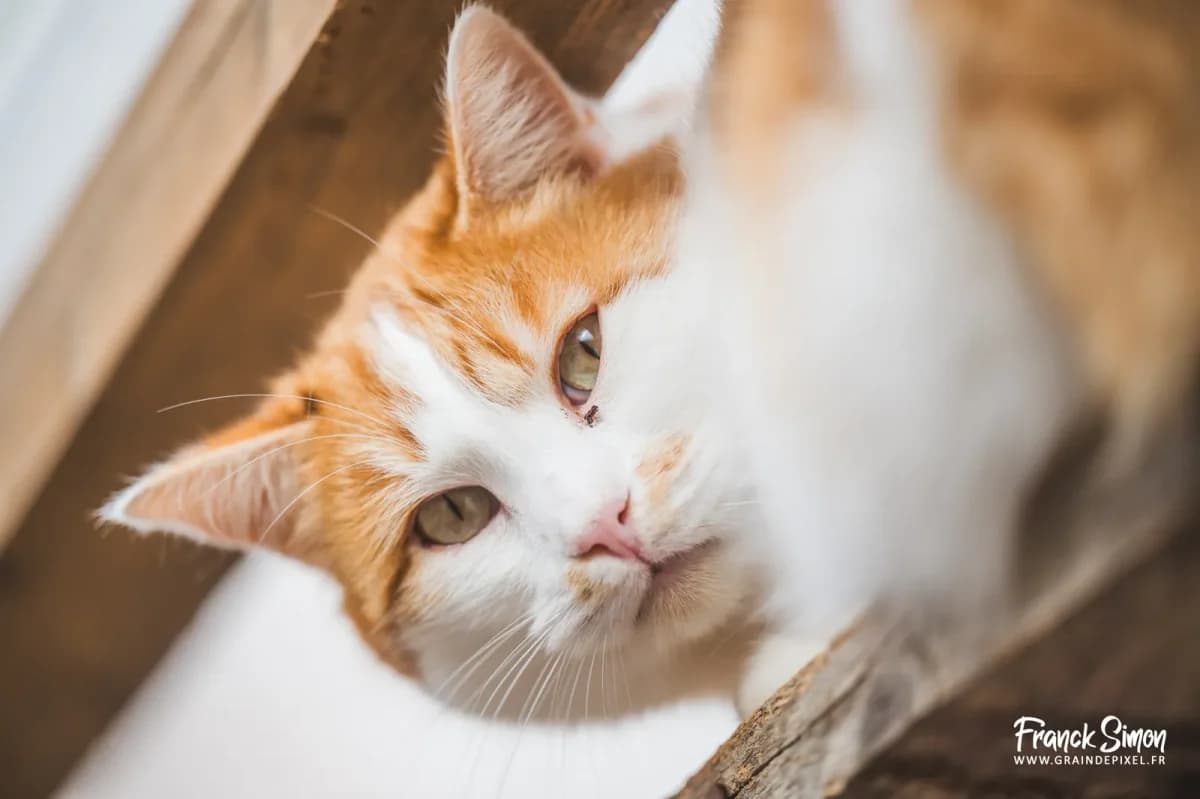 ROUCKY, male 6yo European Shorthair for adoption at Refuge Angoumois, Angoulême