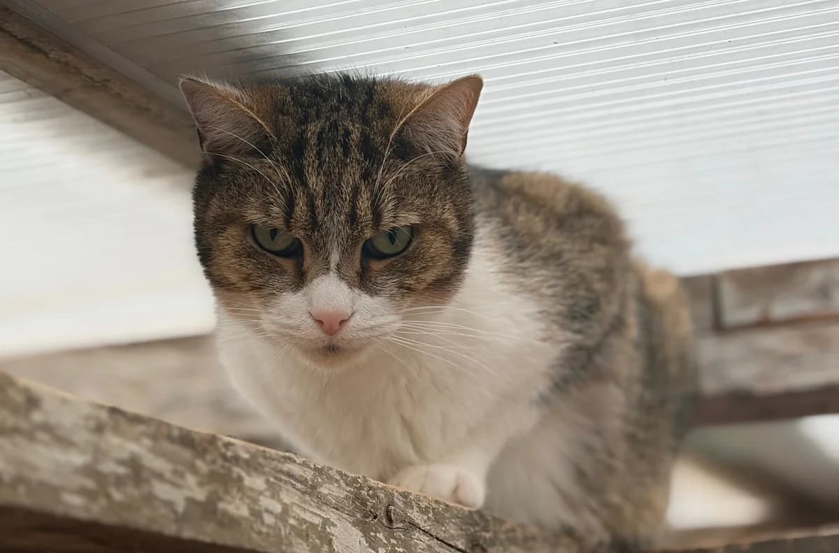 ROYALE, female 6yo European Shorthair for adoption at Refuge Angoumois, Angoulême