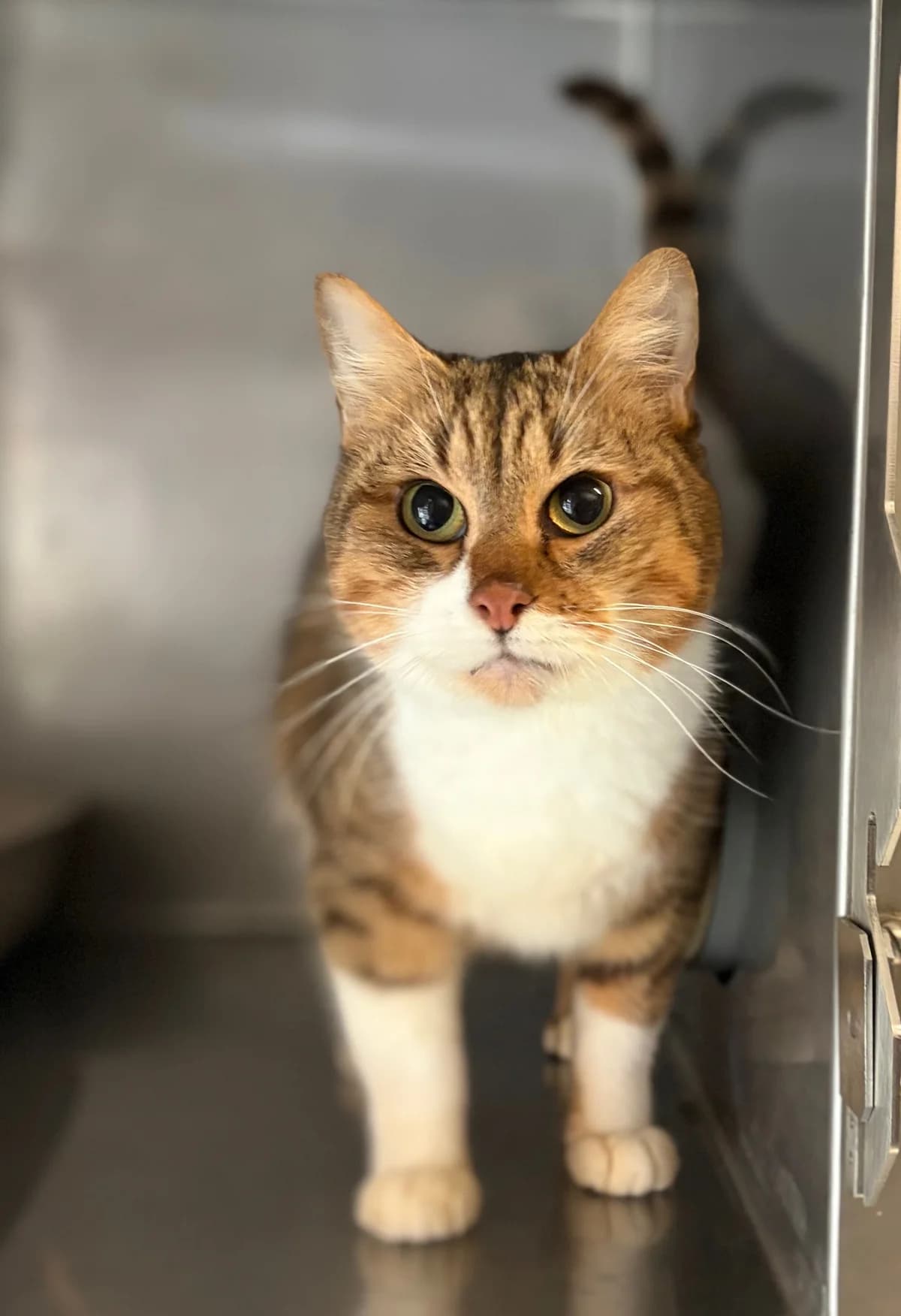 SALSIFIE, male 7yo European Shorthair for adoption at Refuge Angoumois, Angoulême