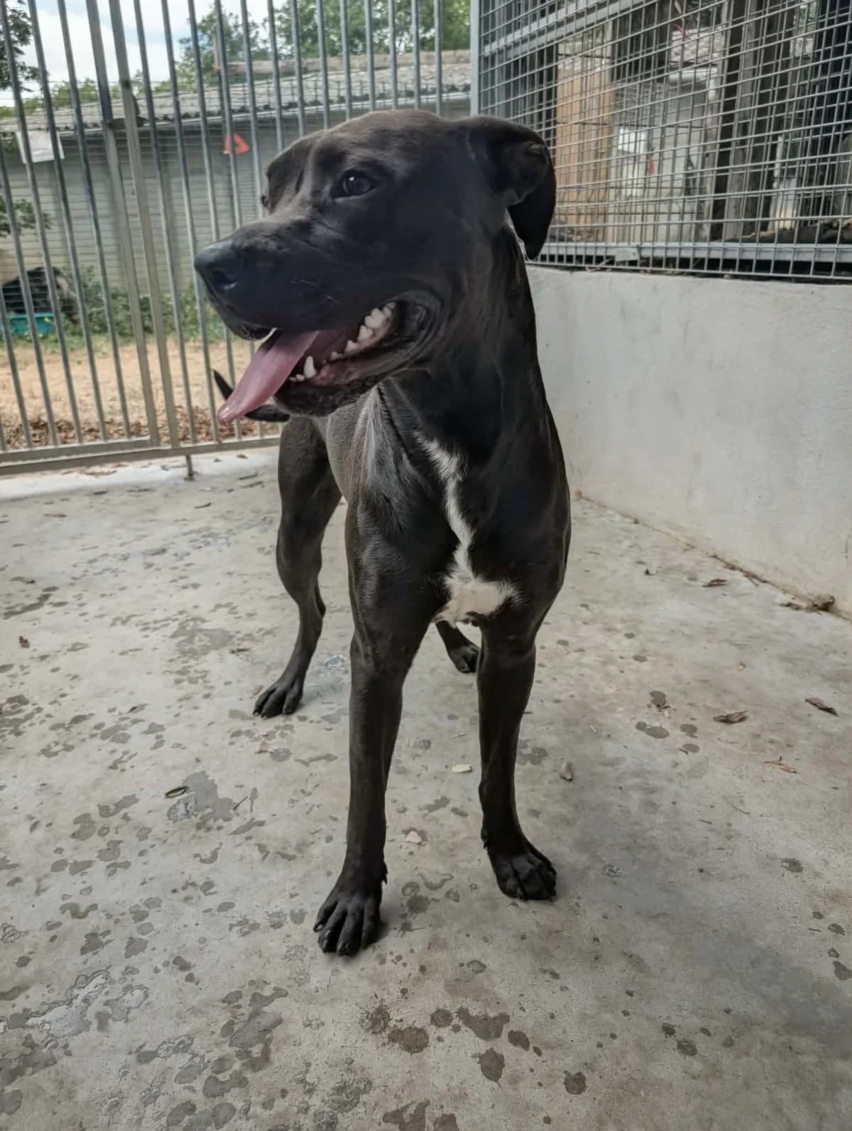 SCOUBY, male young mixed breed for adoption at Refuge Angoumois, Angoulême