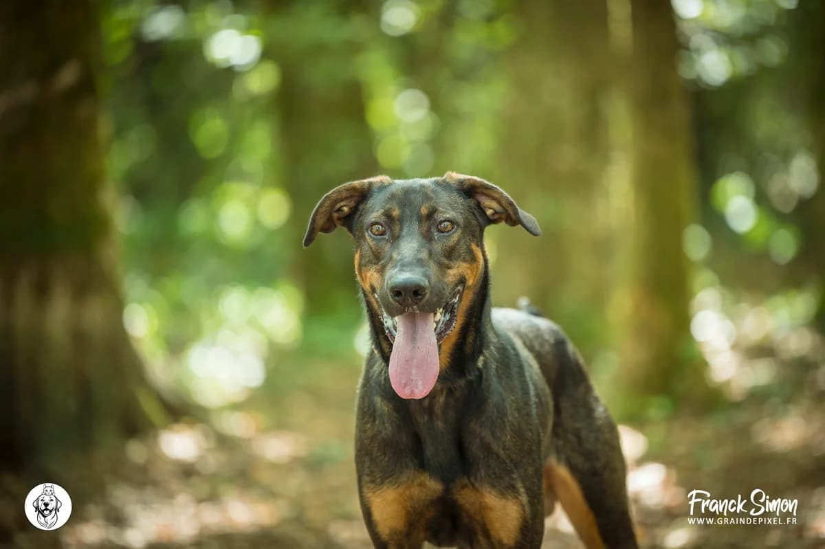 SHAIZE, male 5yo Belgian Malinois for adoption at Refuge Angoumois, Angoulême