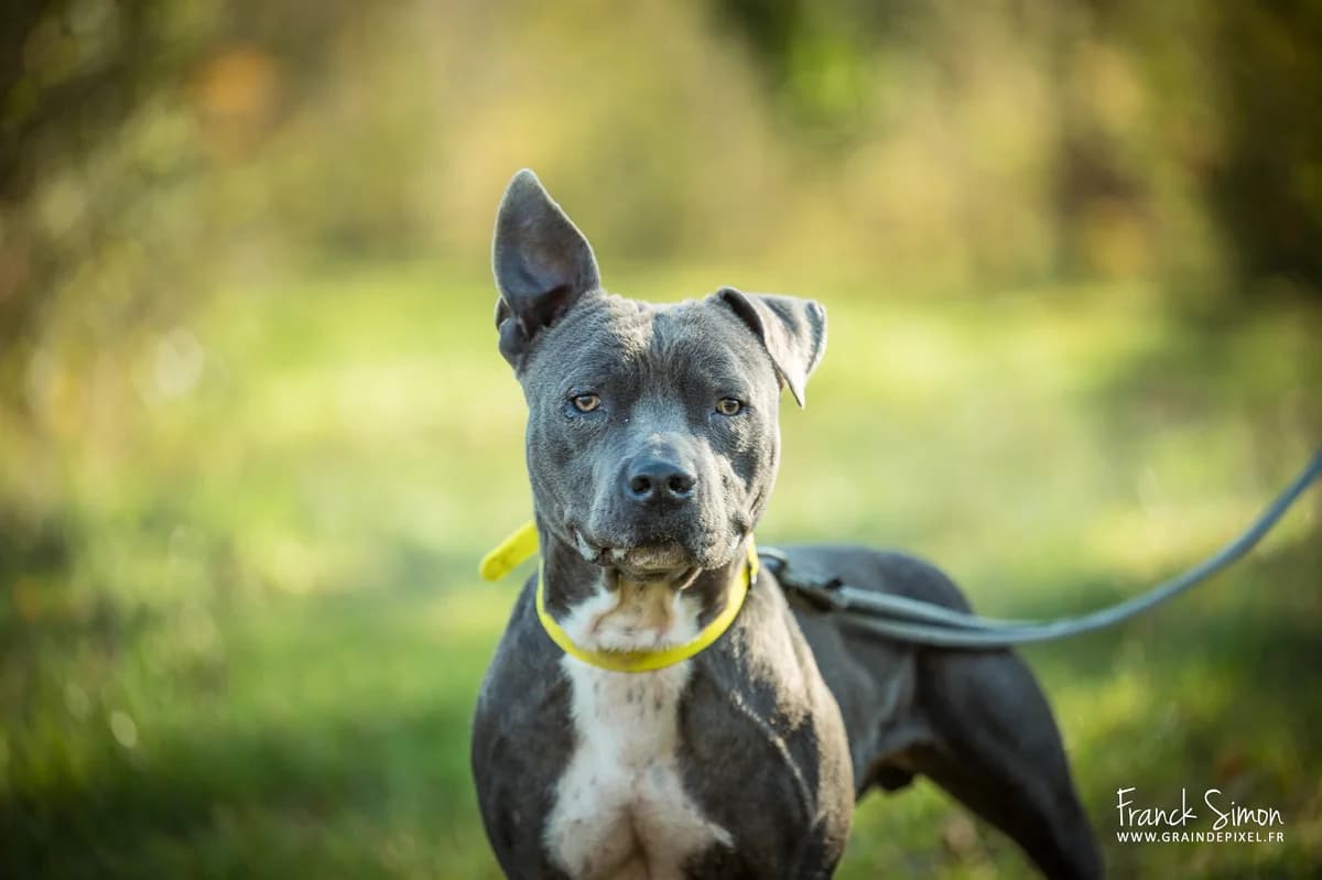 SHIVA, male 5yo American Staffordshire Terrier for adoption at Refuge Angoumois, Angoulême