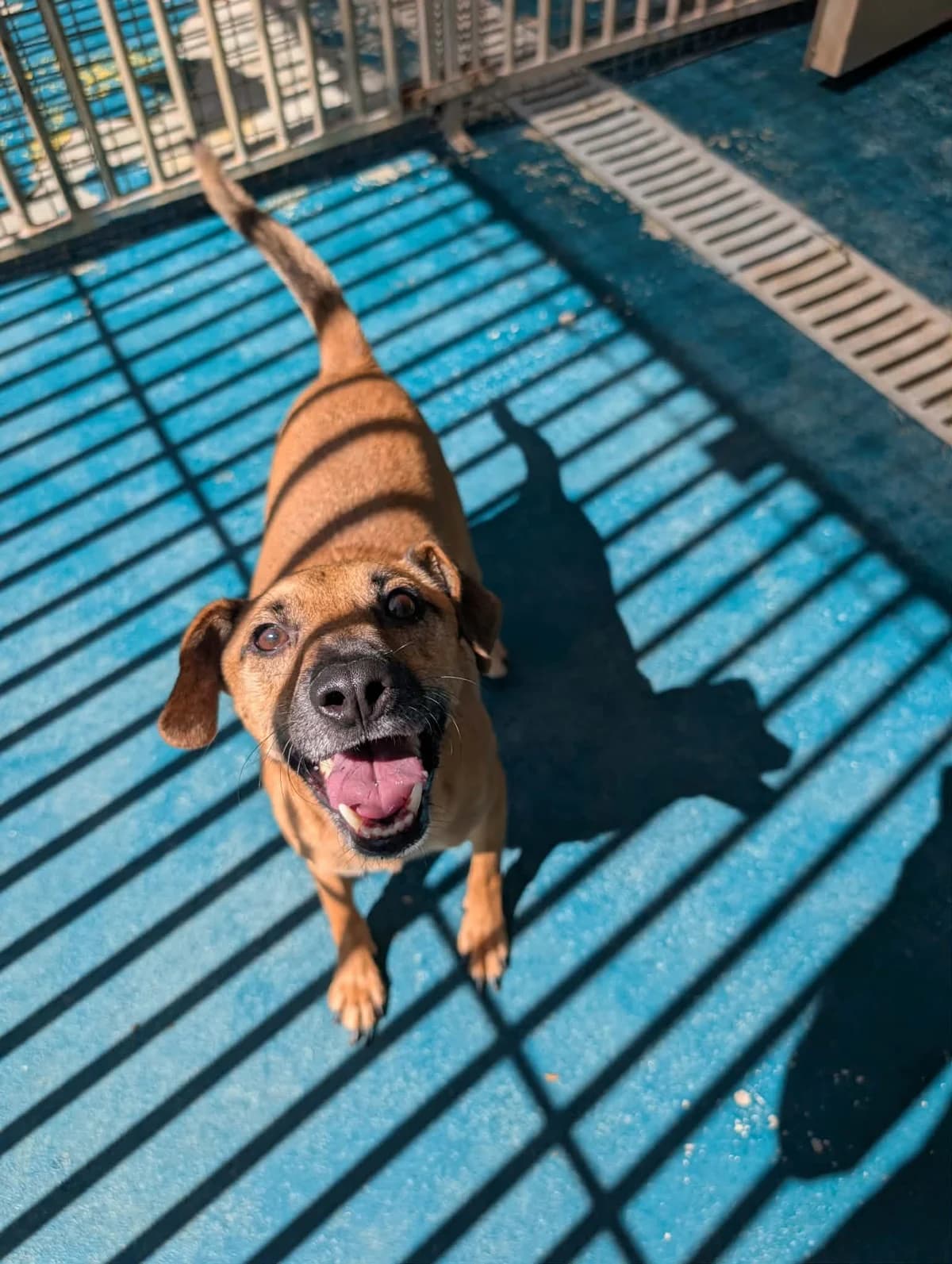 SIMBAD, male 5yo mixed breed for adoption at Refuge Angoumois, Angoulême