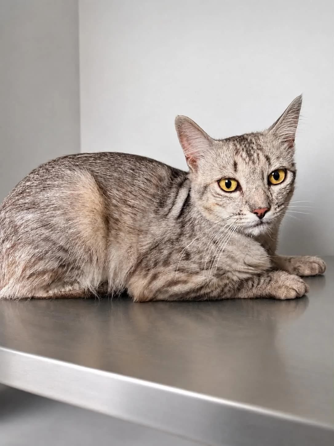 SMOKY, male 4yo European Shorthair for adoption at Refuge Angoumois, Angoulême