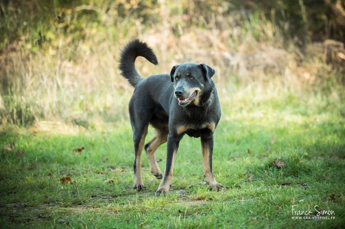 SNICKERS, male 7yo mixed breed for adoption at Refuge Angoumois, Angoulême