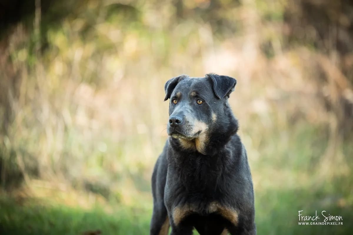 SNICKERS, male 7yo mixed breed for adoption at Refuge Angoumois, Angoulême
