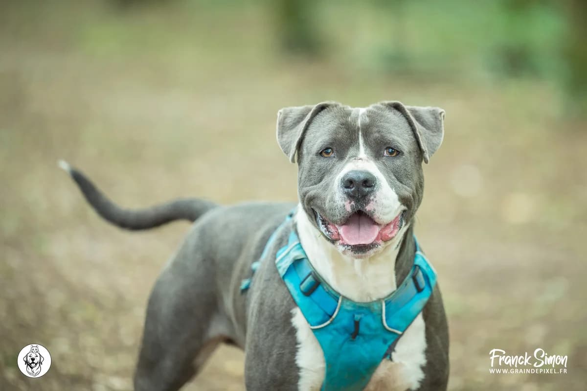SNIPE, male young American Staffordshire Terrier for adoption at Refuge Angoumois, Angoulême