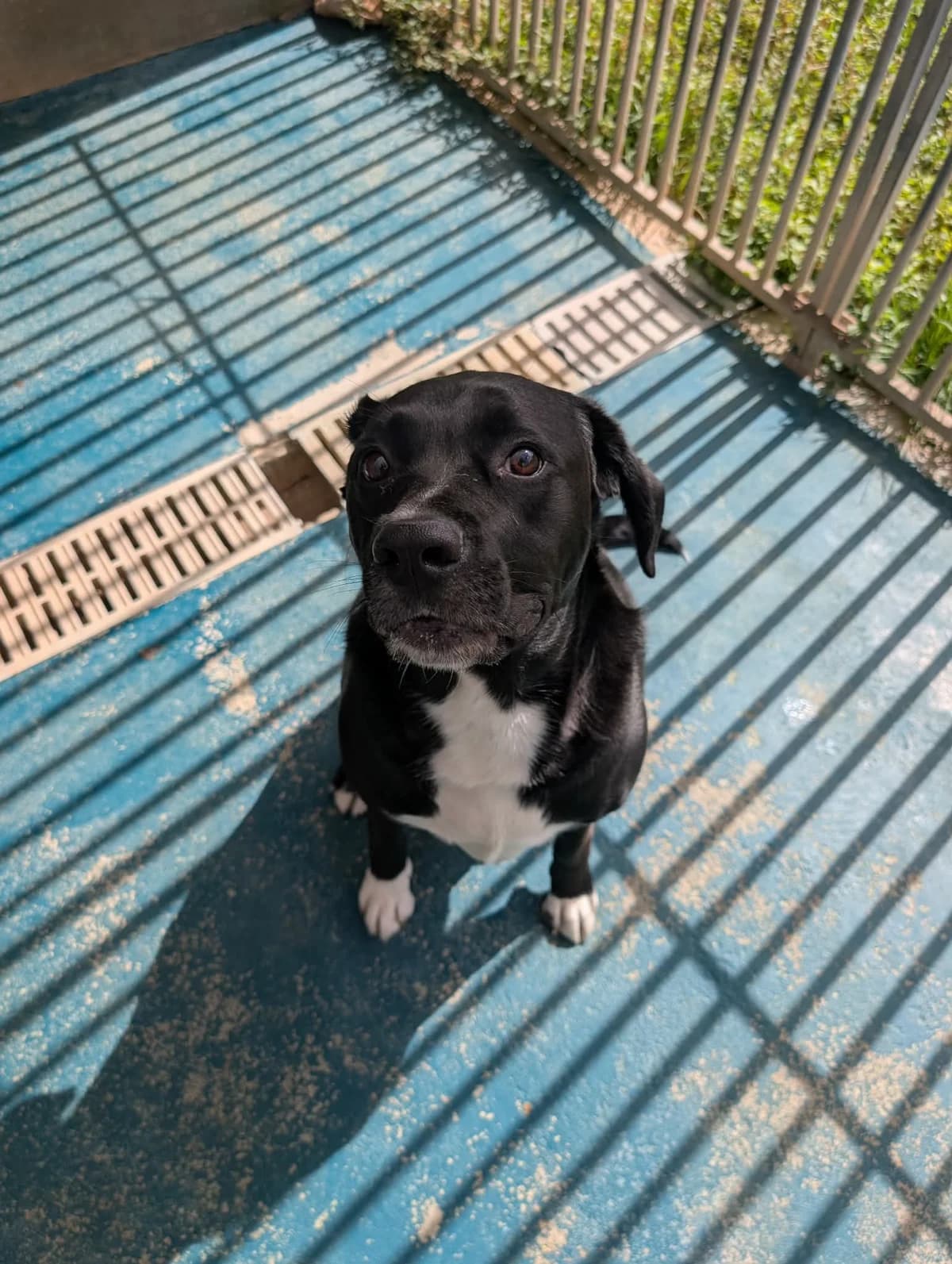 STELLA, female 4yo Cane Corso for adoption at Refuge Angoumois, Angoulême