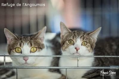 STELLA, female 3yo European Shorthair for adoption at Refuge Angoumois, Angoulême
