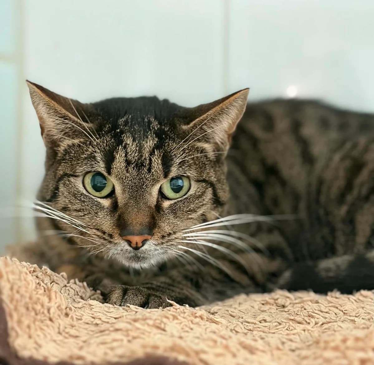 SUNNY, female 7yo European Shorthair for adoption at Refuge Angoumois, Angoulême