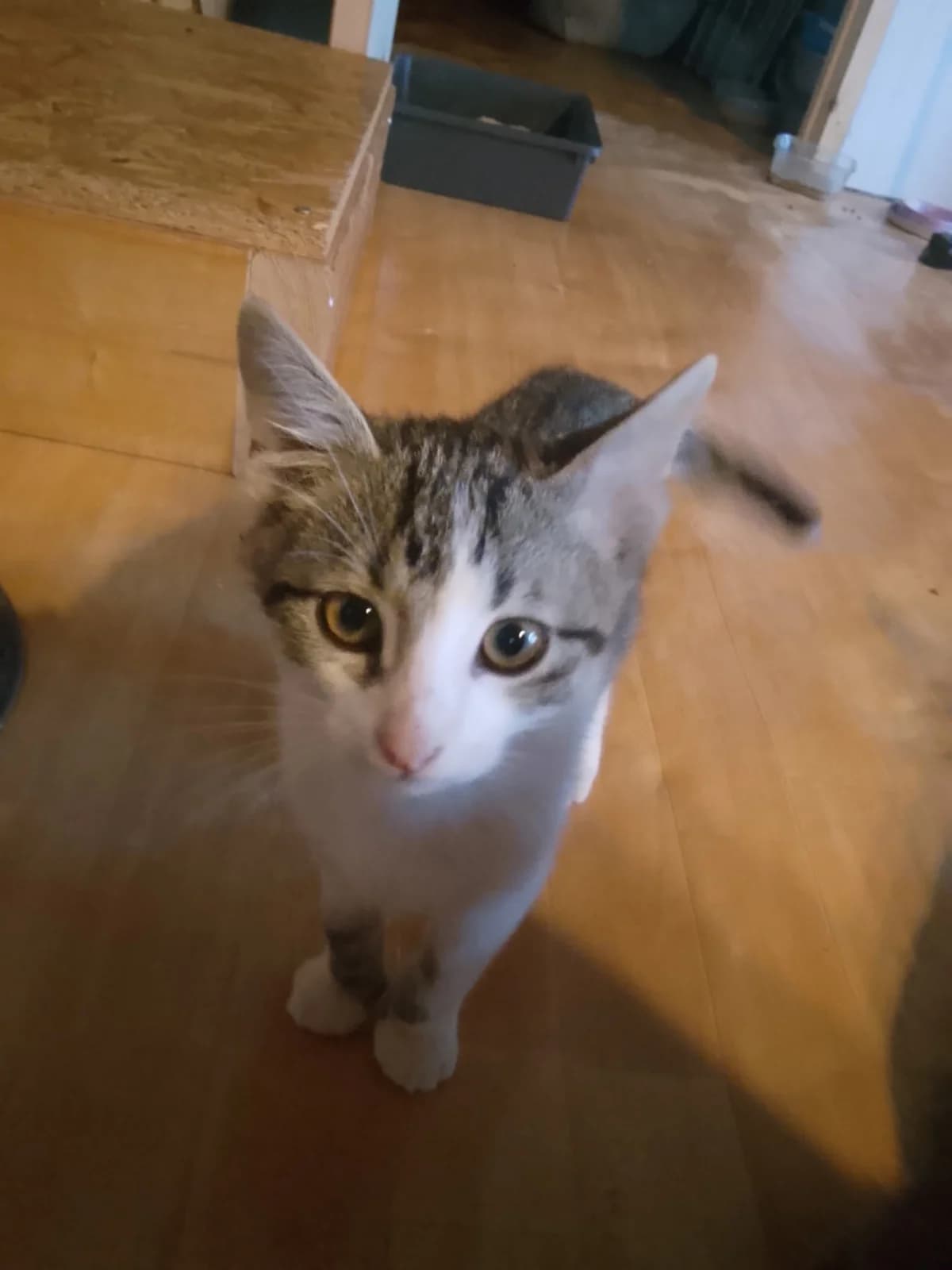 SWING, male puppy European Shorthair for adoption at Refuge Angoumois, Angoulême