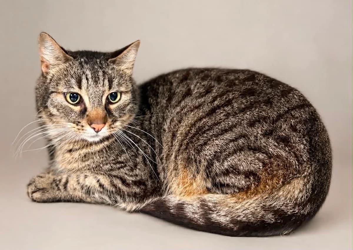 TABBY, male 4yo European Shorthair for adoption at Refuge Angoumois, Angoulême