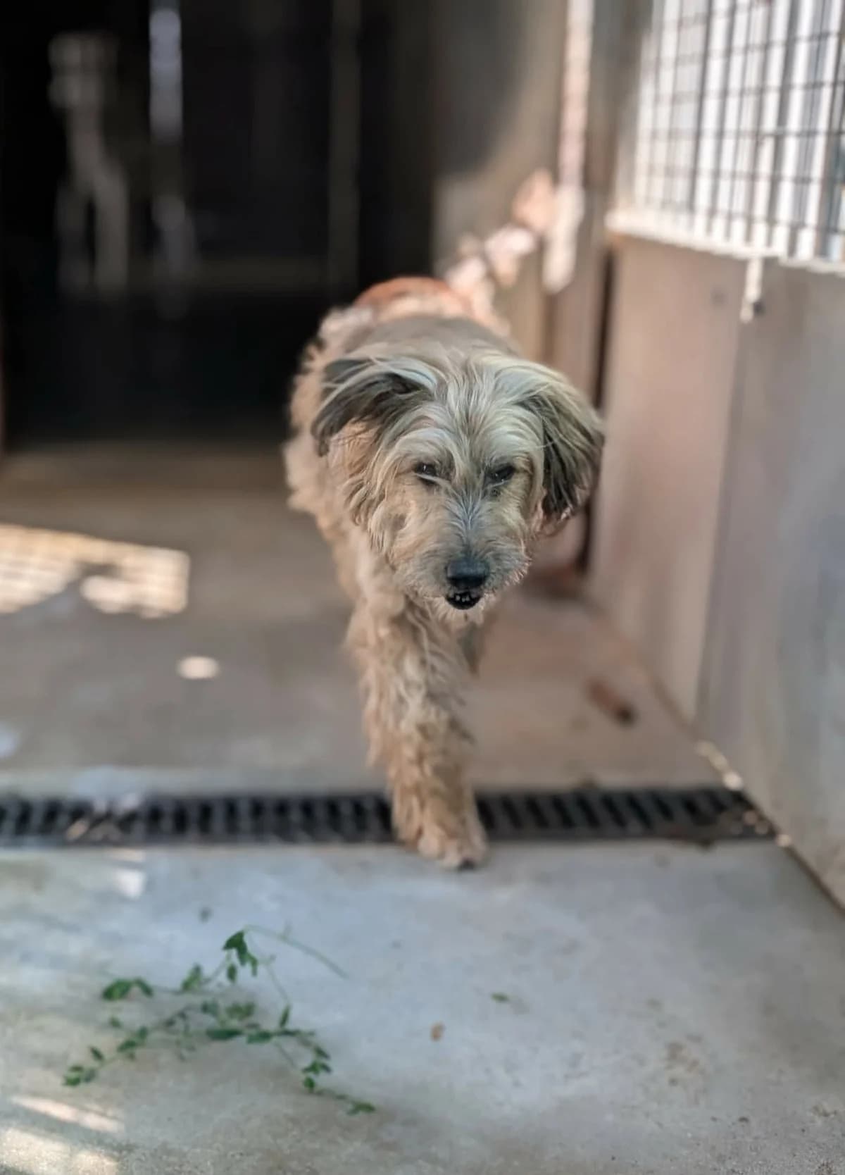 TAZ, male senior mixed breed for adoption at Refuge Angoumois, Angoulême
