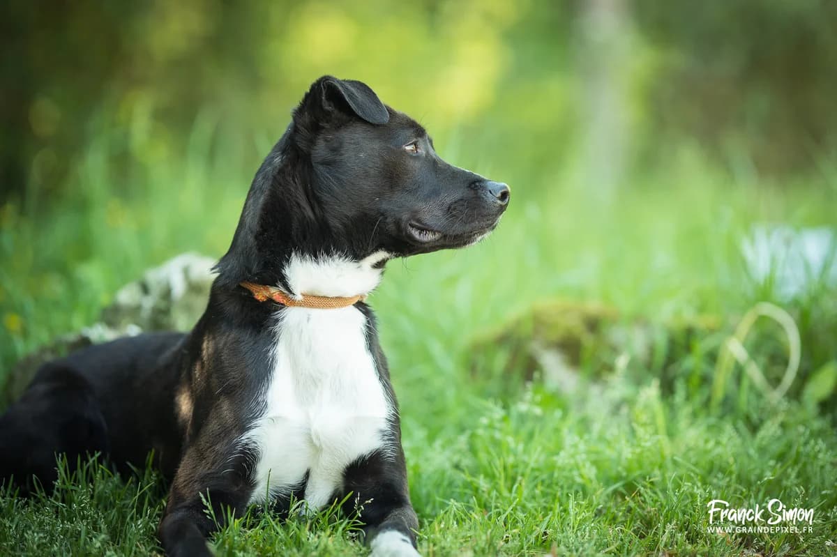 THAÏ, male 3yo mixed breed for adoption at Refuge Angoumois, Angoulême