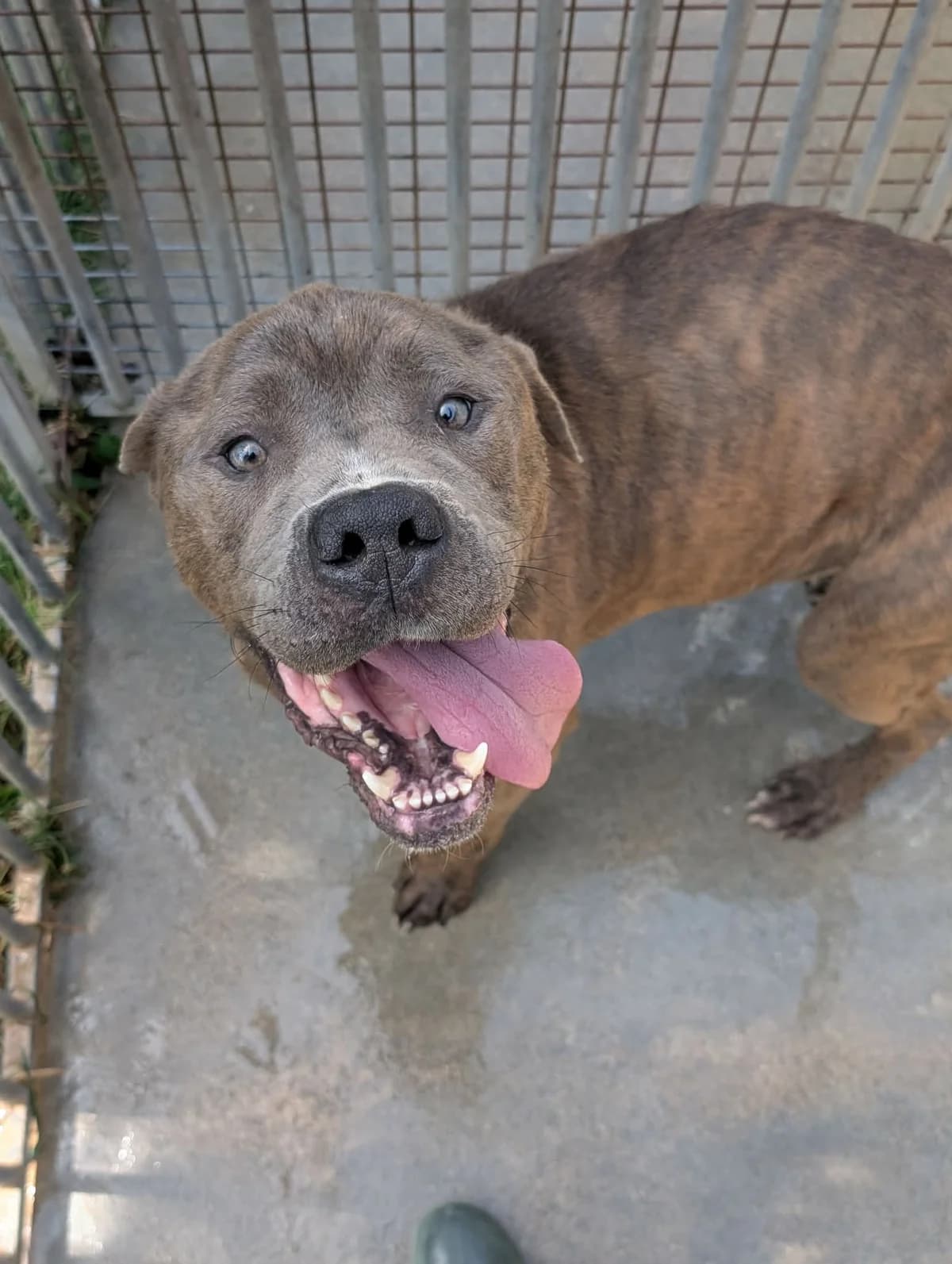 THANOS, male 4yo Cane Corso for adoption at Refuge Angoumois, Angoulême