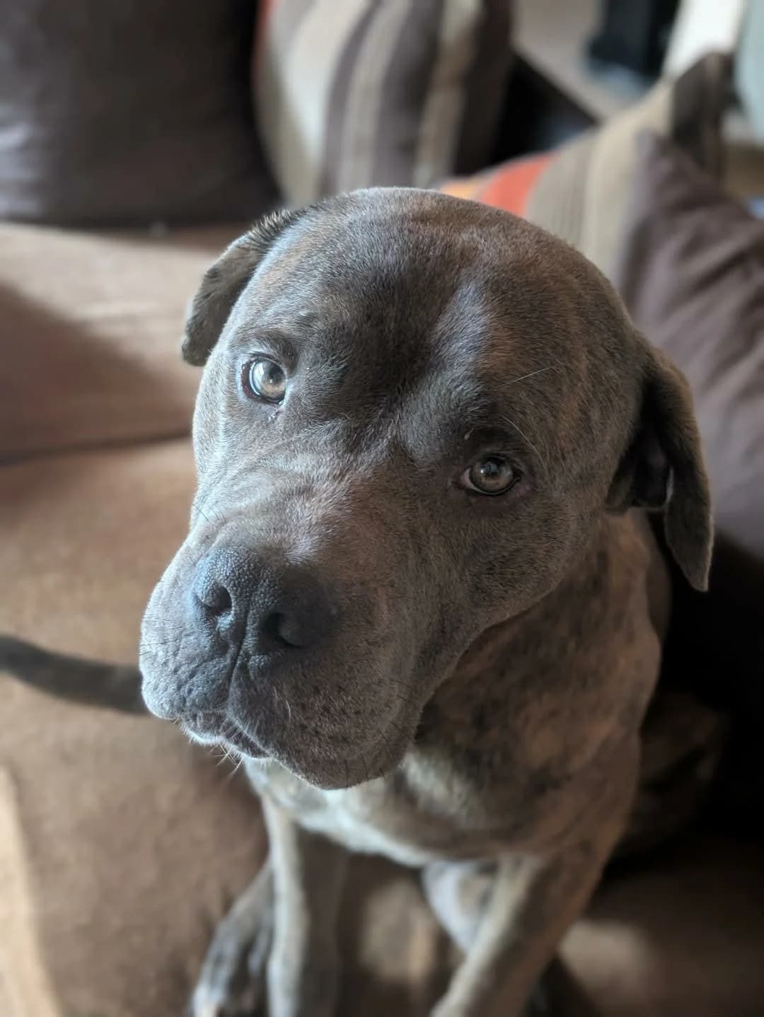 THANOS, male 4yo Cane Corso for adoption at Refuge Angoumois, Angoulême