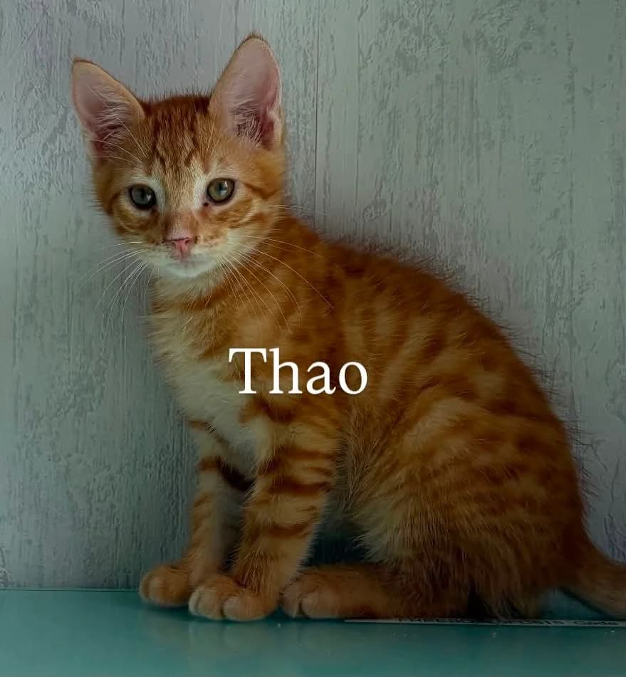 THAO, male puppy European Shorthair for adoption at Refuge Angoumois, Angoulême