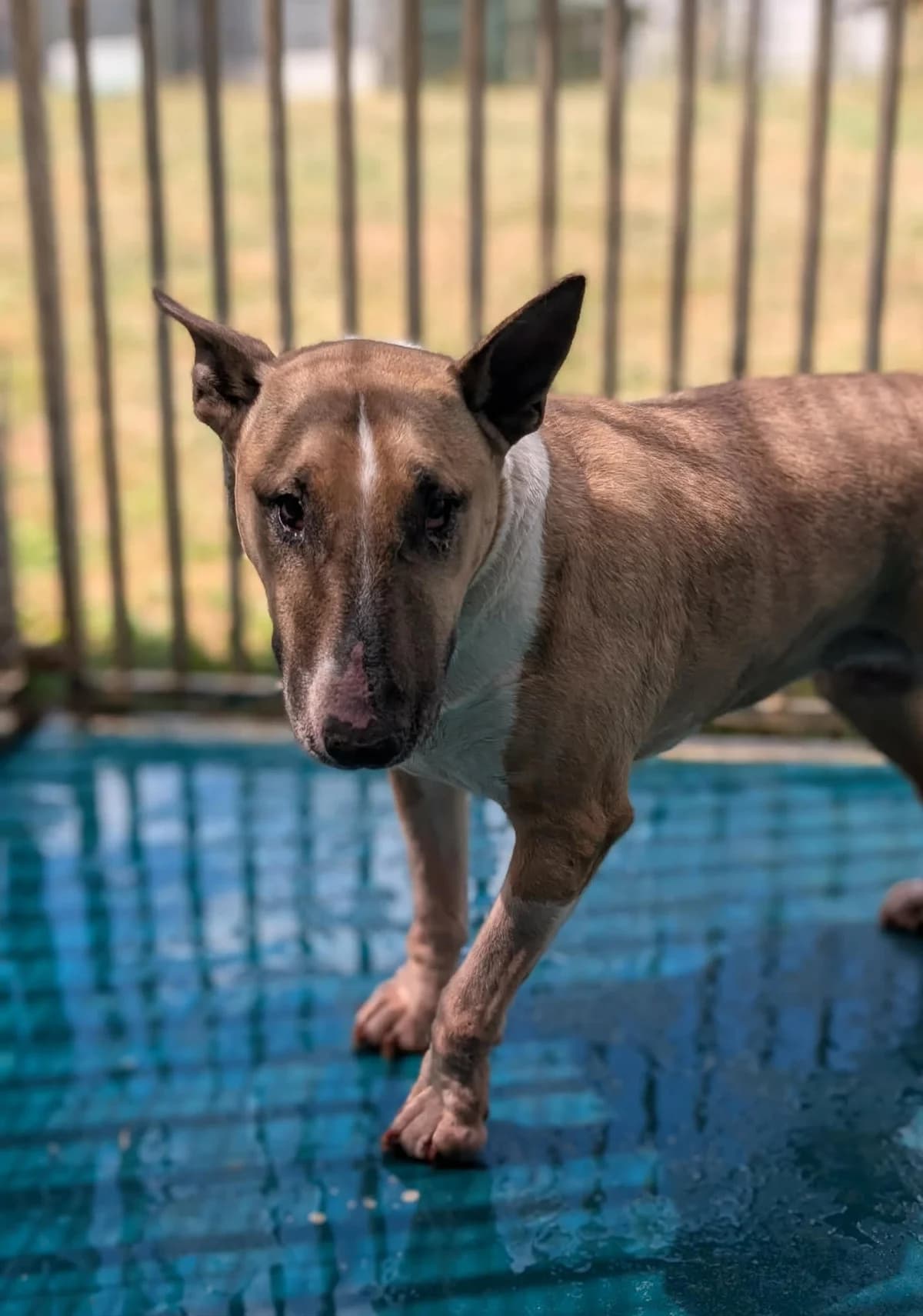 THÉRÈSE, female senior Bull Terrier for adoption at Refuge Angoumois, Angoulême
