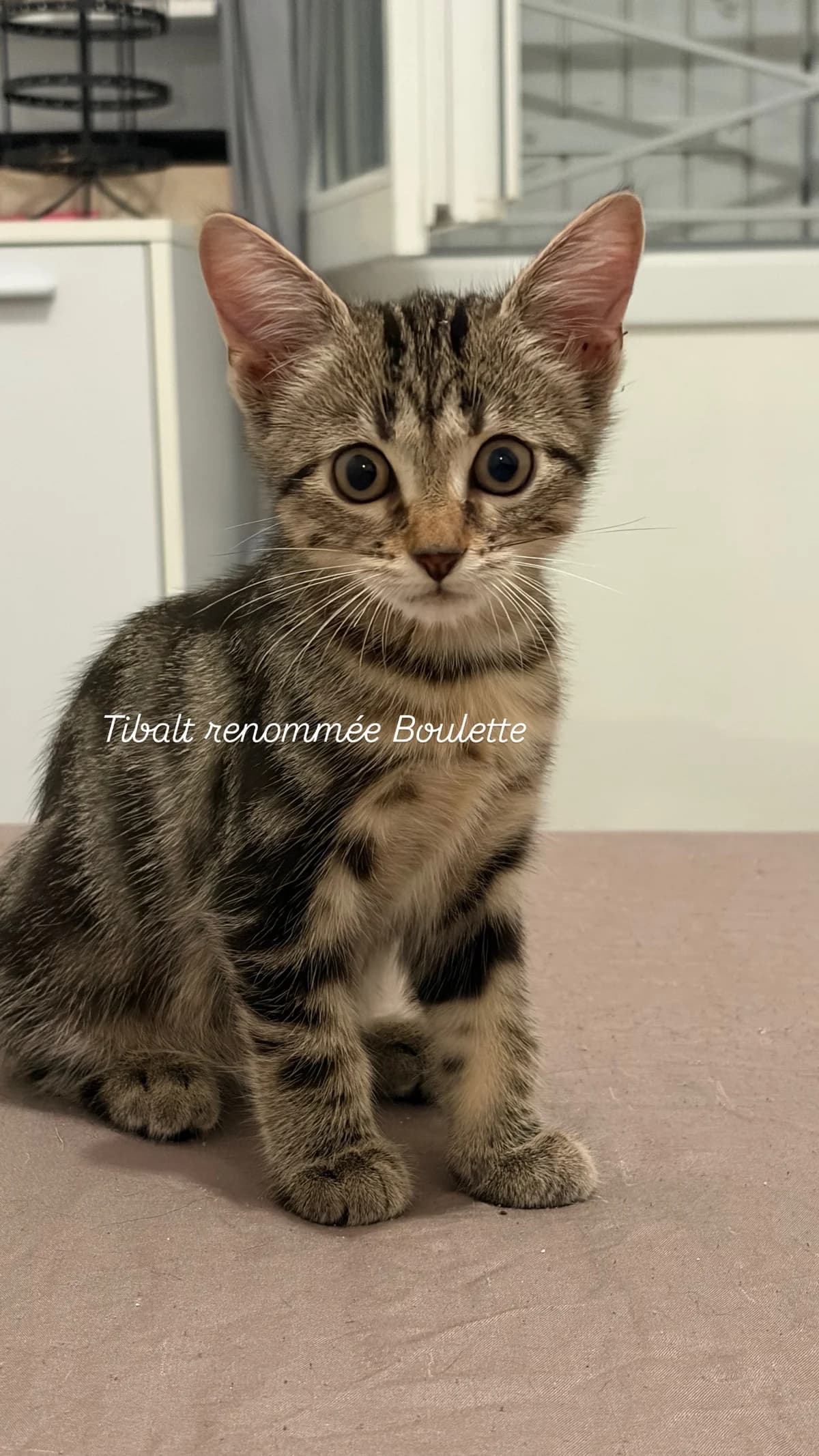 TIBALT renommée BOULETTE, female puppy European Shorthair for adoption at Refuge Angoumois, Angoulême