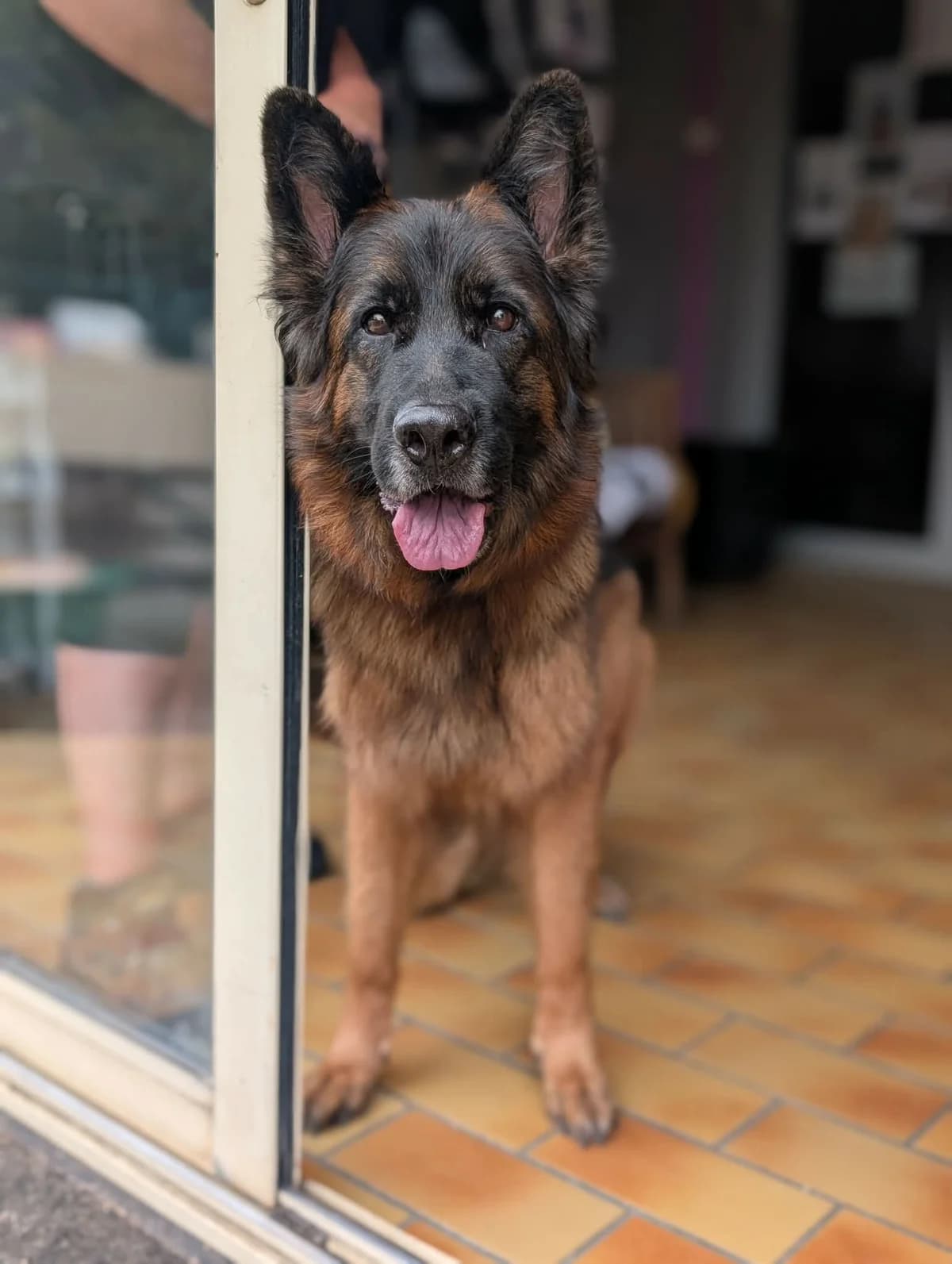 TINA, female 5yo German Shepherd for adoption at Refuge Angoumois, Angoulême