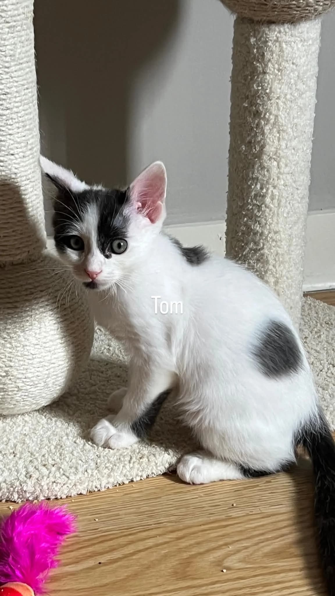 TOM, male puppy European Shorthair for adoption at Refuge Angoumois, Angoulême
