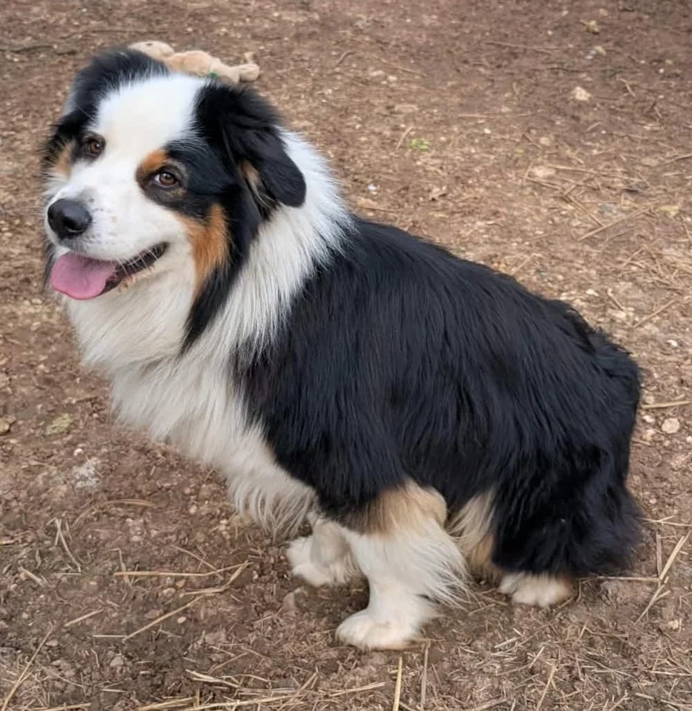 UNOS, male young Australian Shepherd for adoption at Refuge Angoumois, Angoulême