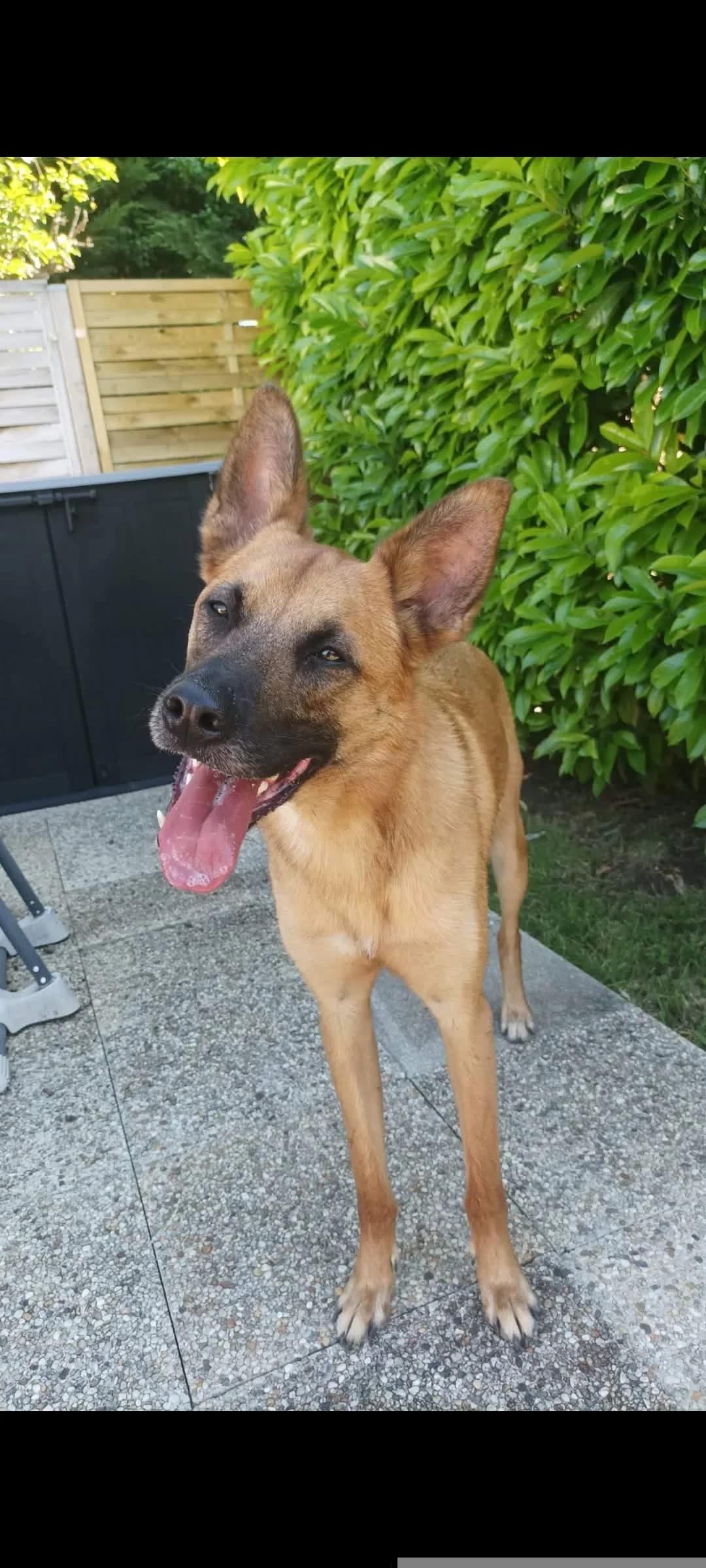 URBAN, male young Belgian Malinois for adoption at Refuge Angoumois, Angoulême