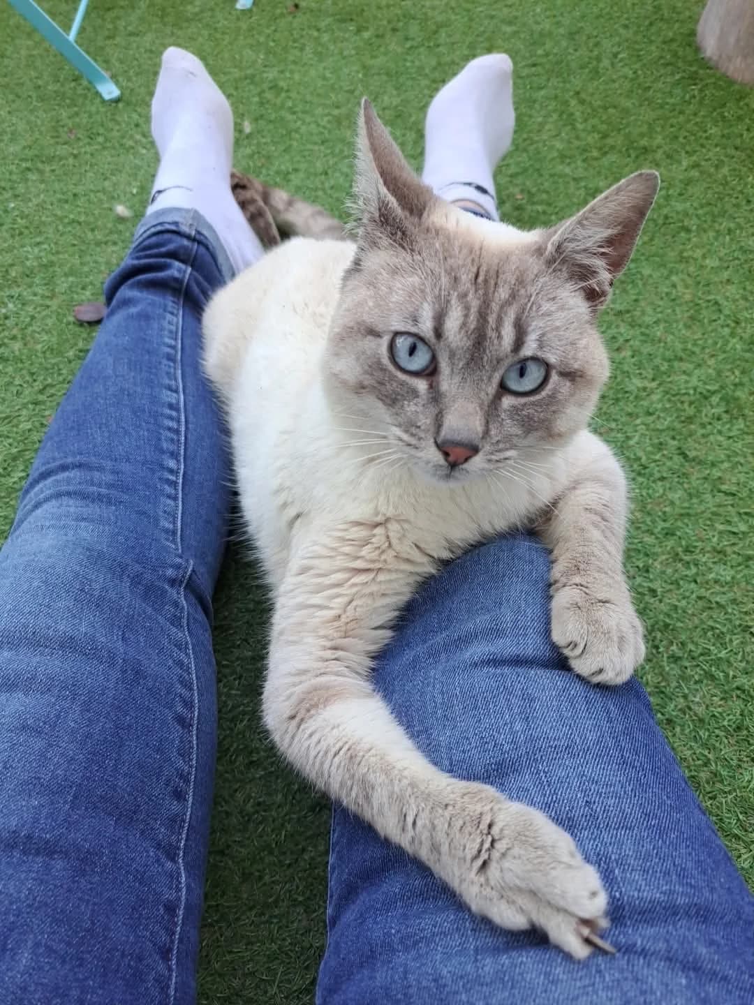 VAGA, male 3yo Siamese for adoption at Refuge Angoumois, Angoulême