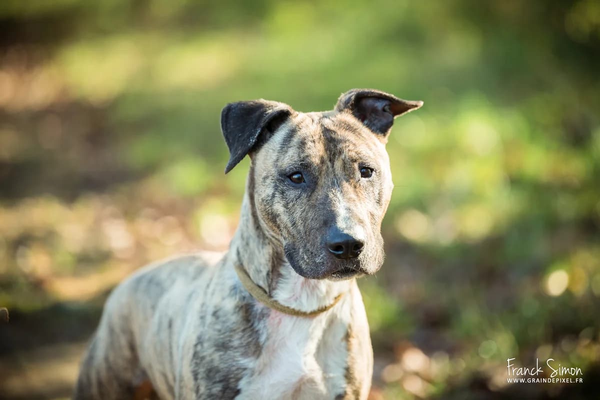 VAILLANT, male 7yo Bull Terrier for adoption at Refuge Angoumois, Angoulême
