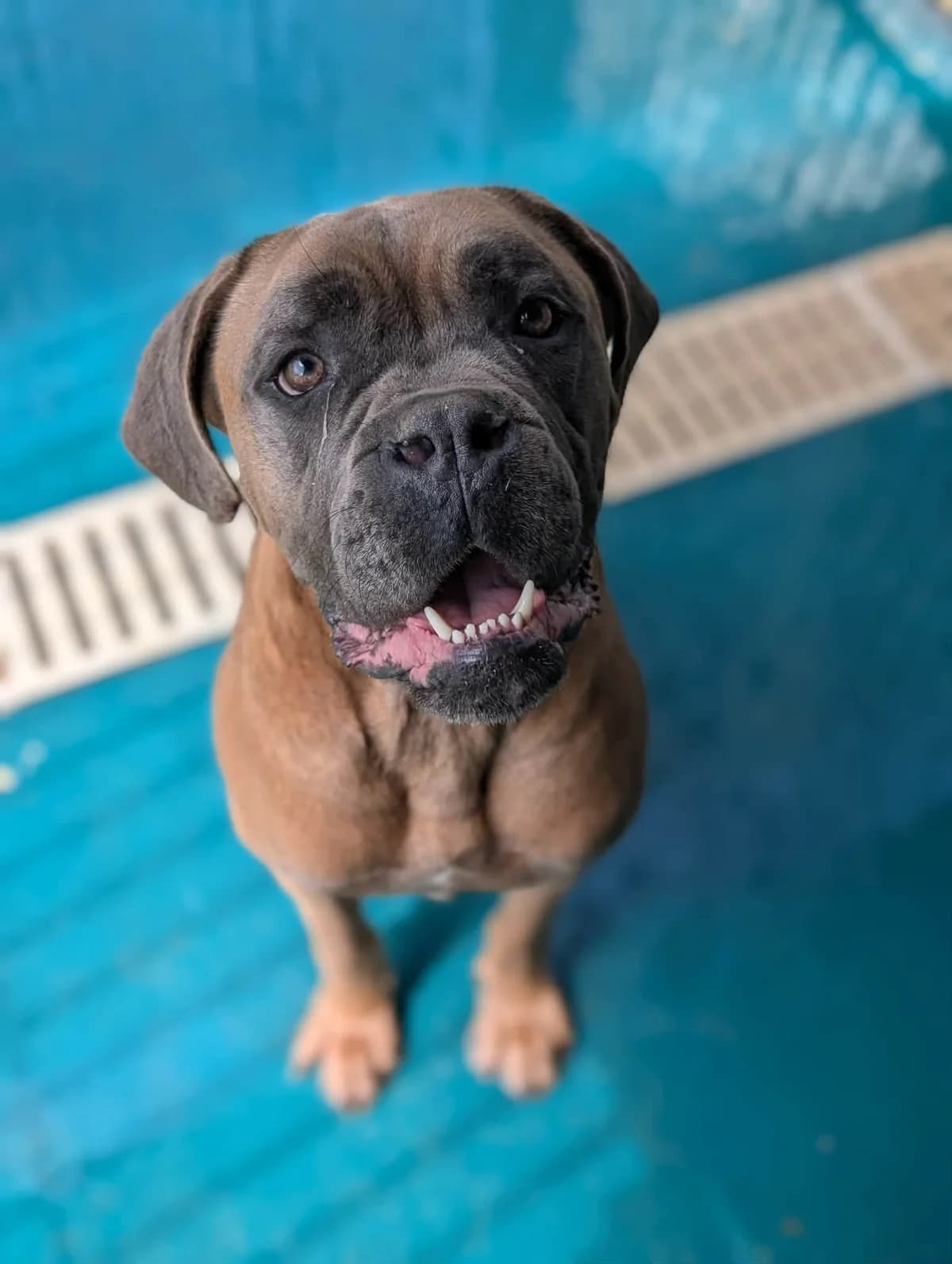 VAMOS, male young Cane Corso for adoption at Refuge Angoumois, Angoulême