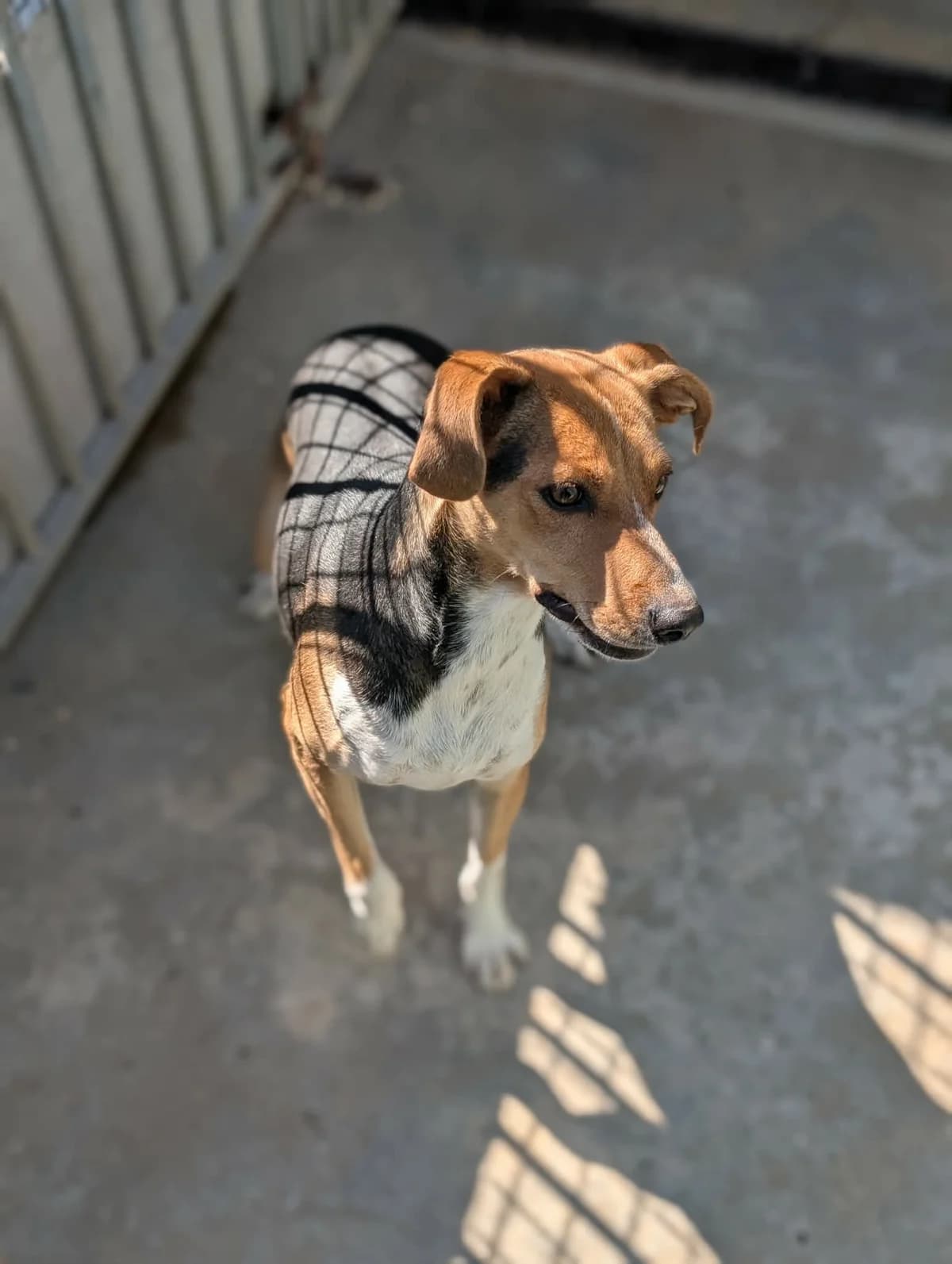 VANILLE, female young mixed breed for adoption at Refuge Angoumois, Angoulême