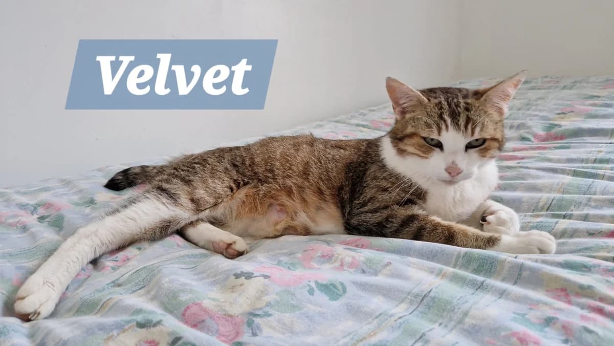 VELVET, female 3yo European Shorthair for adoption at Refuge Angoumois, Angoulême