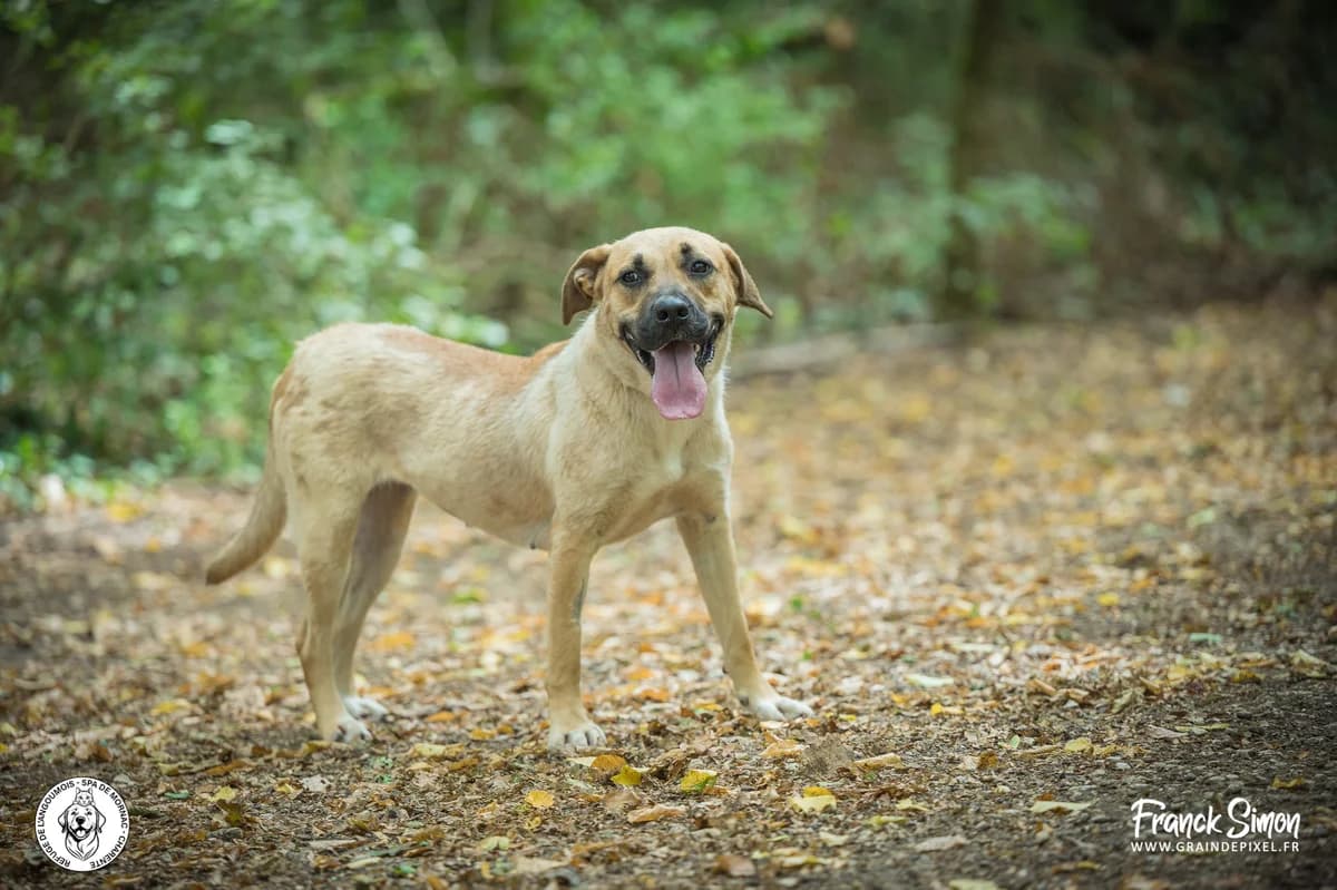 VICKY, female young Belgian Malinois for adoption at Refuge Angoumois, Angoulême