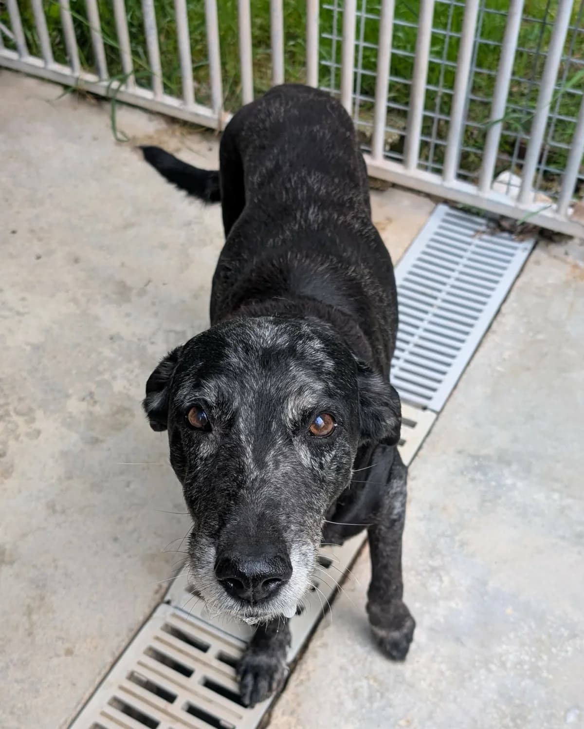 VIRGULE, male senior Labrador Retriever for adoption at Refuge Angoumois, Angoulême
