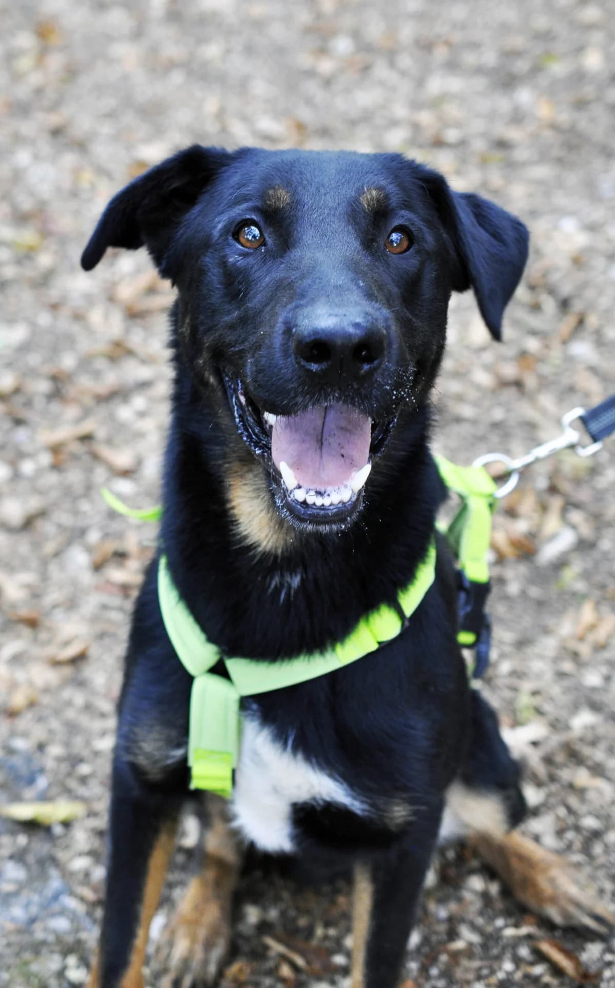 VOLKO, male young Belgian Malinois for adoption at Refuge Angoumois, Angoulême
