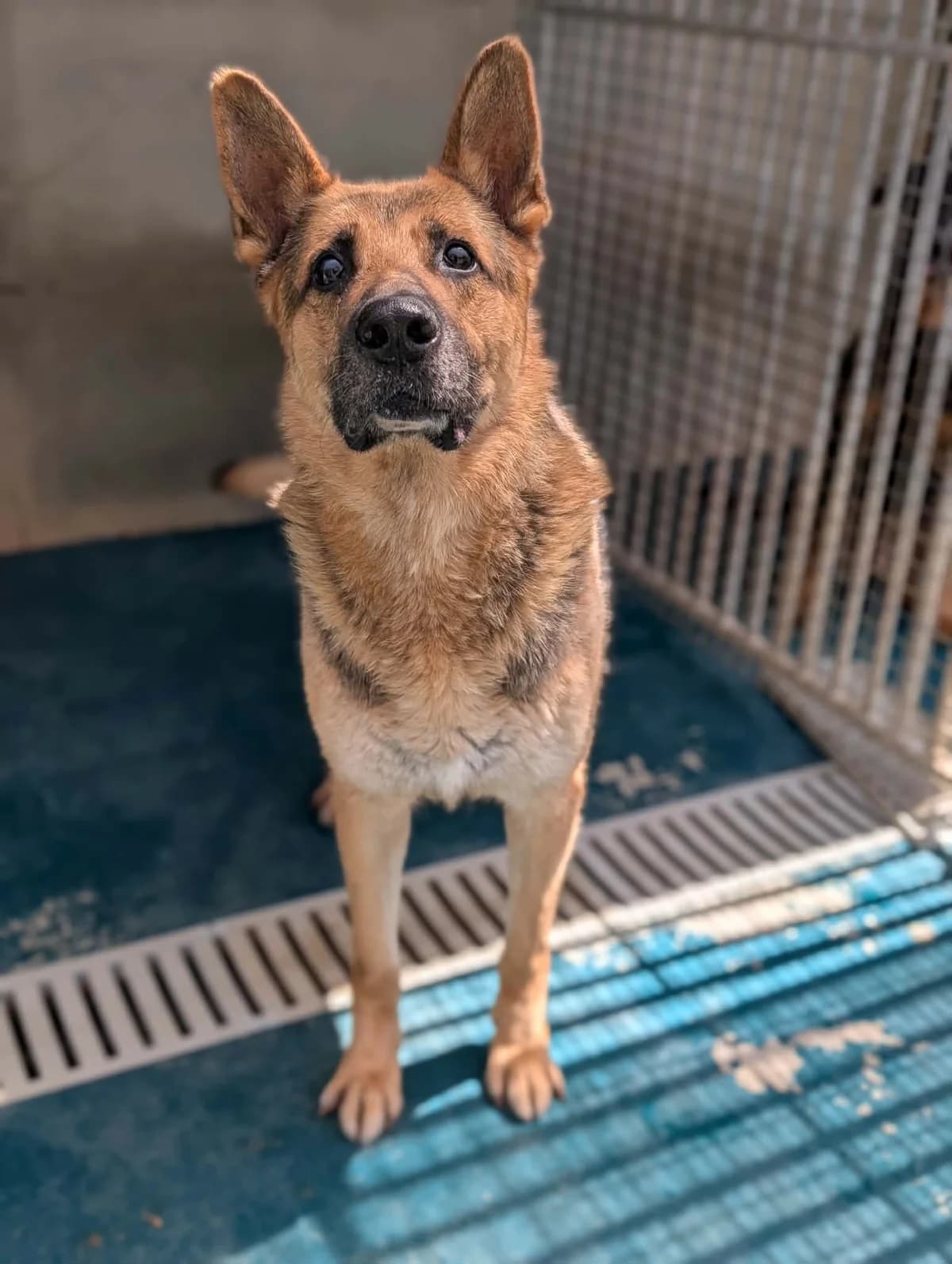 WHITE, male 7yo German Shepherd for adoption at Refuge Angoumois, Angoulême