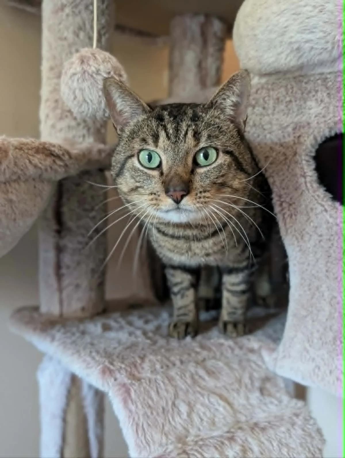 WILL, male 5yo European Shorthair for adoption at Refuge Angoumois, Angoulême