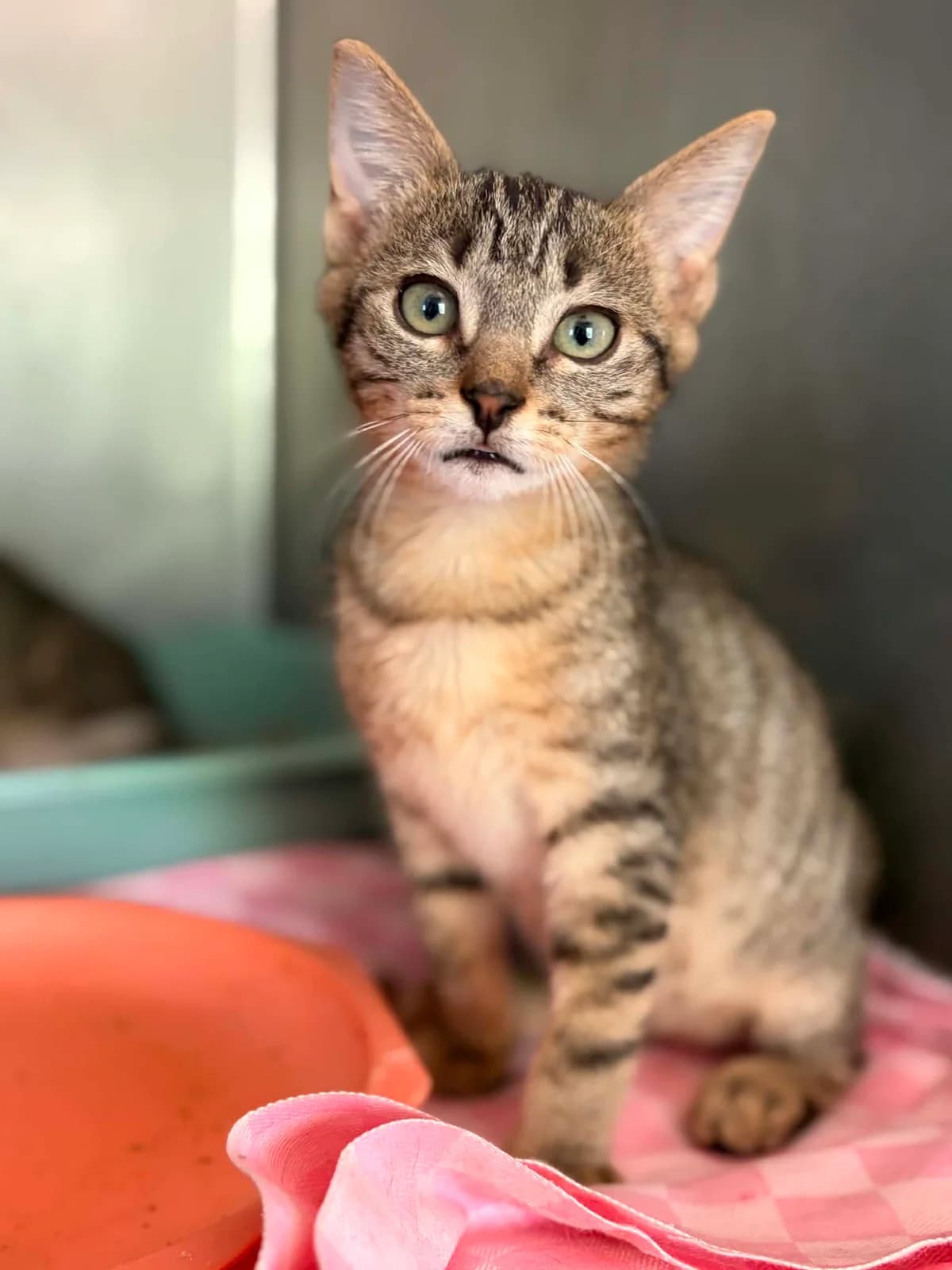 WOODY, male puppy European Shorthair for adoption at Refuge Angoumois, Angoulême