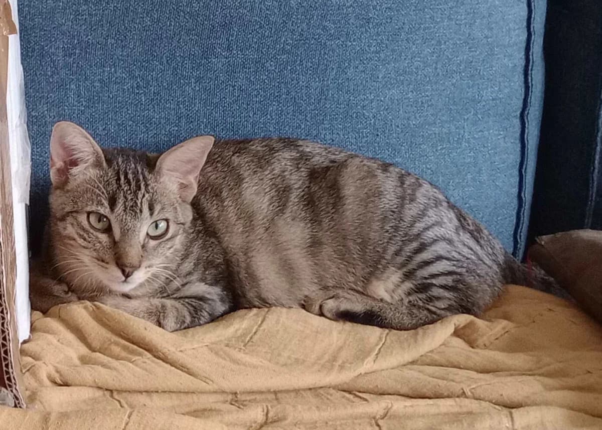 WOODY, male puppy European Shorthair for adoption at Refuge Angoumois, Angoulême